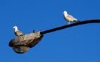 A GREAT example of why you need bird spikes.